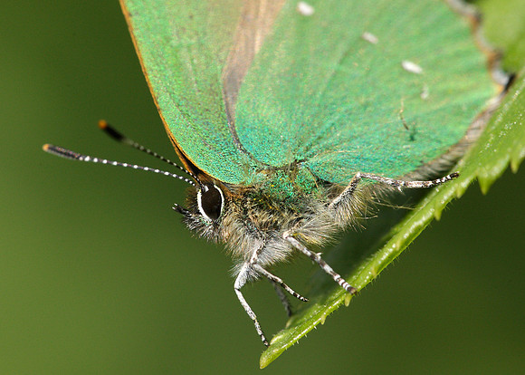 Green Hairstreak Callophrys rubi