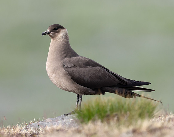 Arctic Skua Stercorarius parasiticus