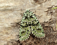 73.224 BF2247 Merveille du Jour Griposia aprilina
