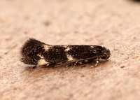 38.025 BF597 Elachista atricomella