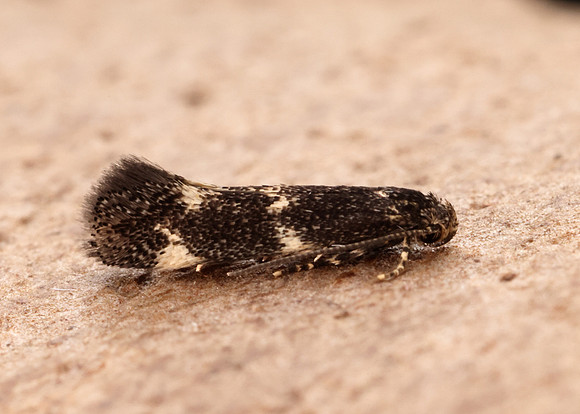 38.025 BF597 Elachista atricomella