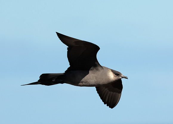 Arctic Skua Stercorarius parasiticus