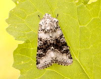 73.279 BF2164 Broad-barred White Hecatera bicolorata