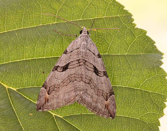 70.192 BF1867 Treble-bar Aplocera plagiata