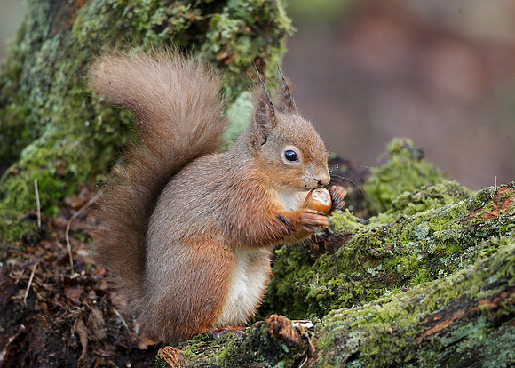 Red Squirrel Sciurus vulgaris