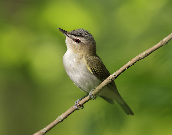Red-eyed Vireo Vireo olivaceus