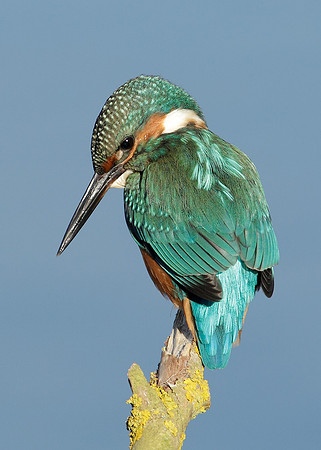 Kingfisher Alcedo atthis