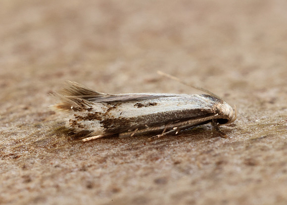 38.046 BF630 Elachista albidella