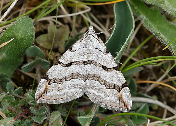 70.192 BF1867 Treble-bar Aplocera plagiata plagiata