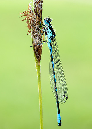 Variable Damselfly Coenagrion pulchellum