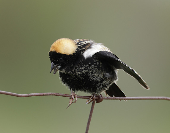Bobolink Dolichonyx oryzivorus