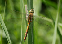 Norfolk Hawker Aeshna isosceles