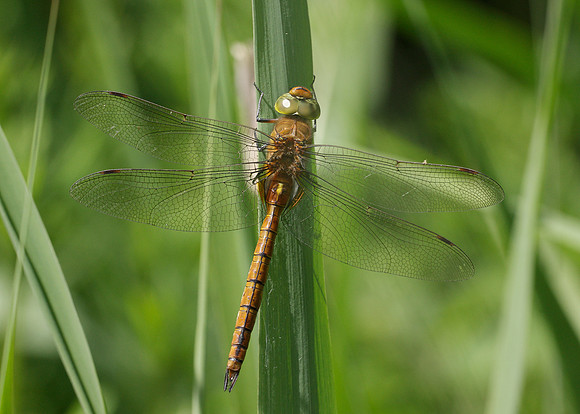 Norfolk Hawker Aeshna isosceles