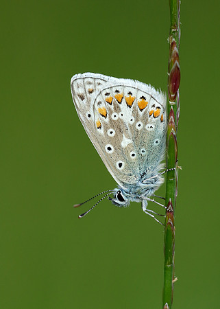 Common Blue Polyommatus icarus