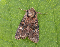 73.159 BF2331 Small Clouded Brindle Apamea unanimi