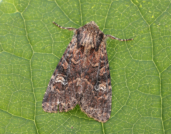 73.159 BF2331 Small Clouded Brindle Apamea unanimi
