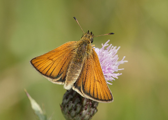 Essex Skipper Thymelicus lineola