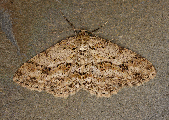 70.270 BF1947 Engrailed Ectropis bistortata