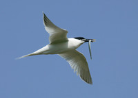 Sandwich Tern Sterna sandvicensis