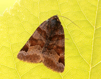 72.083 BF2463 Burnet Companion Euclidia glyphica