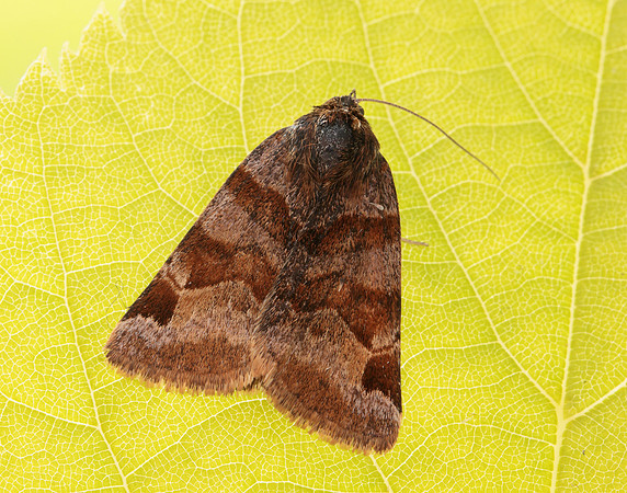 72.083 BF2463 Burnet Companion Euclidia glyphica