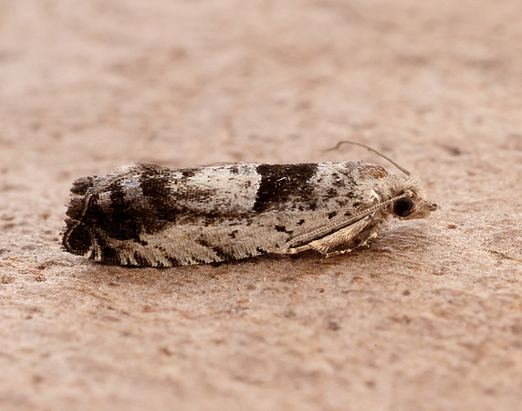 49.249 BF1134 Epinotia ramella