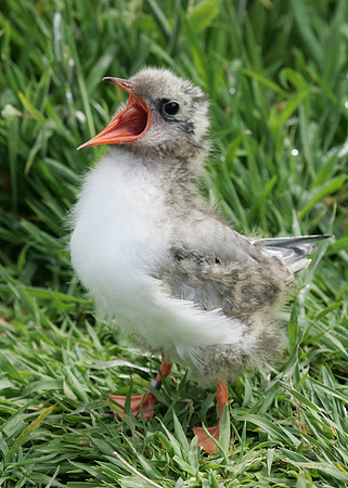 Arctic Tern Sterna paradisaea