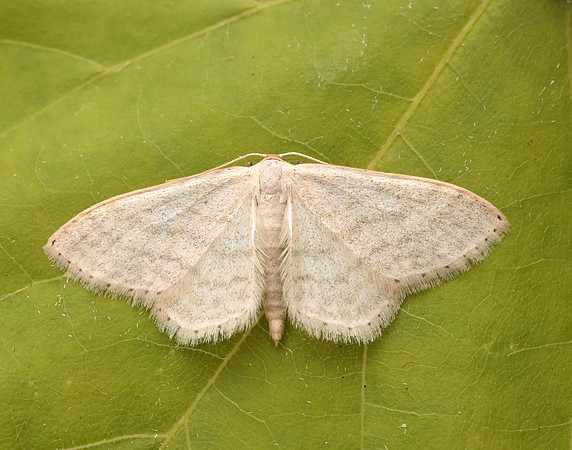 70.009 BF1709 Satin Wave Idaea subsericeata