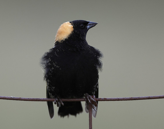 Bobolink Dolichonyx oryzivorus