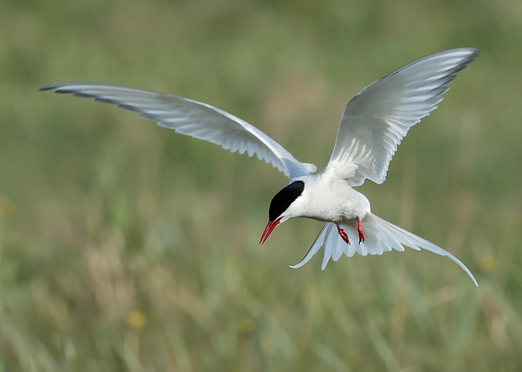 Arctic Tern Sterna paradisaea