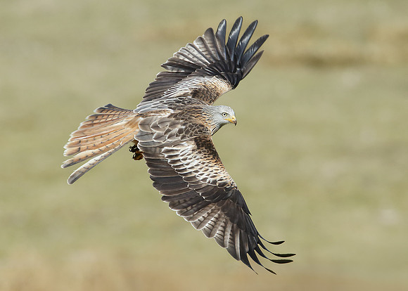 Red Kite Milvus milvus
