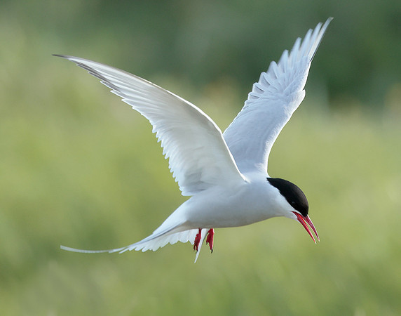 Arctic Tern Sterna paradisaea