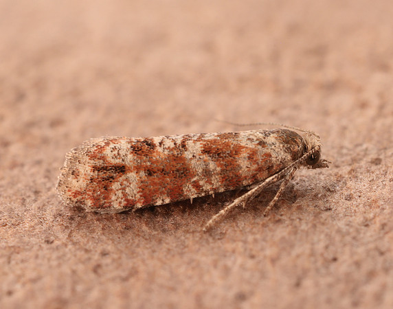 49.307 BF1212 Spotted Shoot Moth Rhyacionia pinivorana