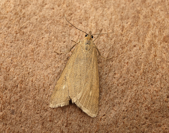 63.035 BF1393 Udea uliginosalis