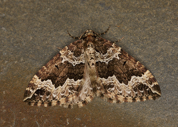 70.103 BF1750 Water Carpet Lampropteryx suffumata