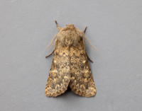 73.234 BF2229 Brindled Ochre Dasypolia templi