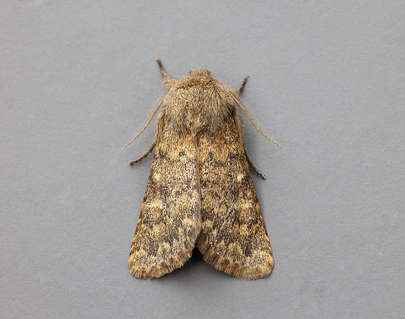73.234 BF2229 Brindled Ochre Dasypolia templi