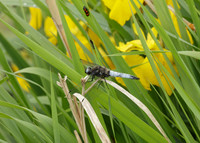 Scarce Chaser Libellula fulva