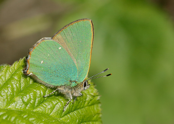 Green Hairstreak Callophrys rubi
