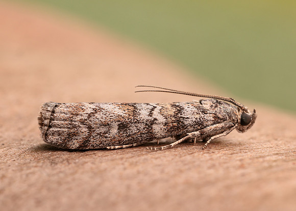 62.028 BF1454 Dioryctria abietella