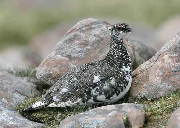 Ptarmigan Lagopus mutus