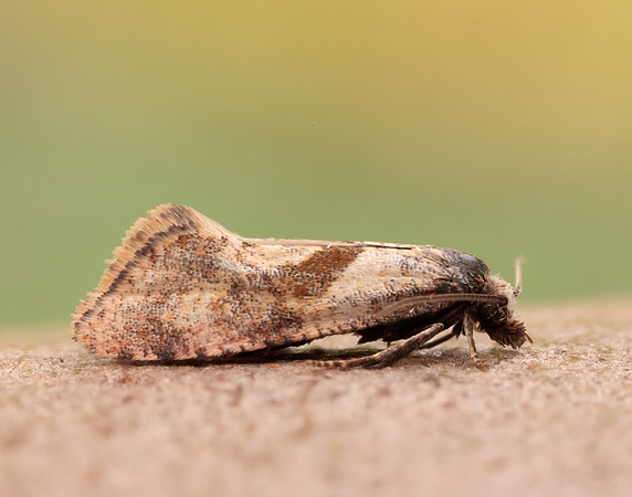 49.132 BF956 Cochylidia implicitana