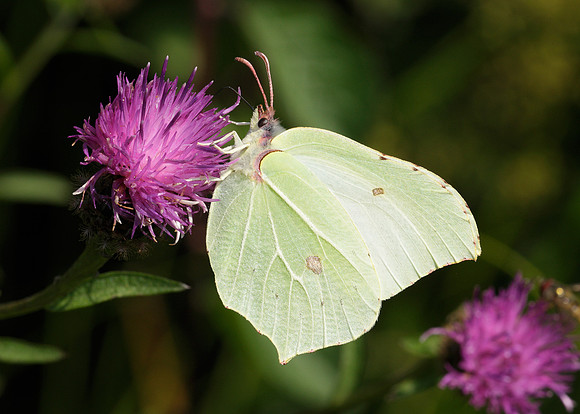 Brimstone Gonepteryx rhamni