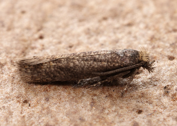 17.015 BF252 Ochsenheimeria urella
