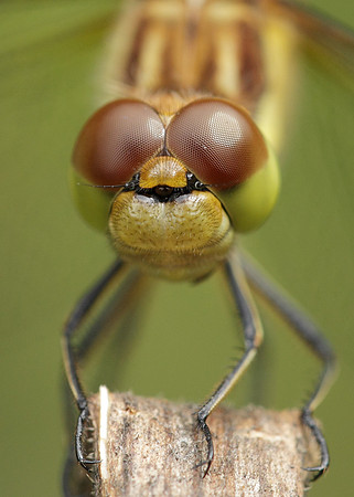 Common Darter Sympetrum striolatum