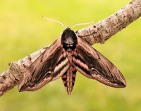 69.006 BF1976 Privet Hawk-moth Sphinx ligustri