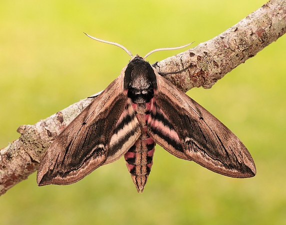 69.006 BF1976 Privet Hawk-moth Sphinx ligustri