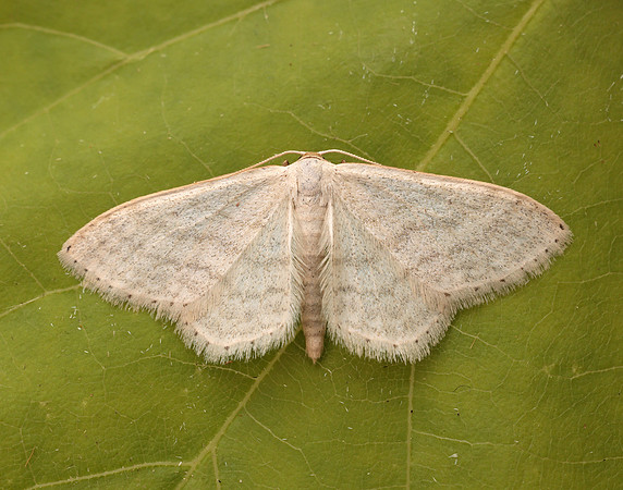 70.009 BF1709 Satin Wave Idaea subsericeata