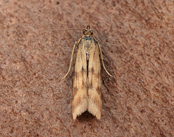 62.054 BF1481 Homoeosoma sinuella