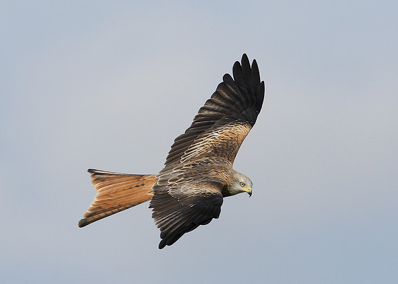Red Kite Milvus milvus